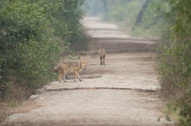 Altın çakallar Canis Aureus indicus. Keoladeo Gana Ulusal Parkı. Bharatpur. Rajasthan. Hindistan.