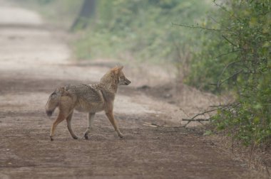Altın çakal Canis Aureus indicus. Keoladeo Gana Ulusal Parkı. Bharatpur. Rajasthan. Hindistan.