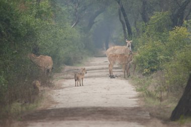 Nilgai Boselaphus tragocamelus browsing ve altın çakallar Canis aureus indicus. Keoladeo Gana Ulusal Parkı. Bharatpur. Rajasthan. Hindistan.