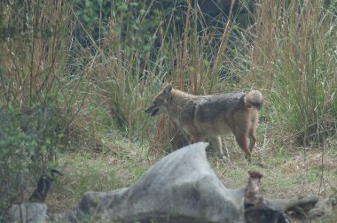 Altın çakal Canis Aureus ölü bir zebu 'nun yanında suç duyurusunda bulundu. Keoladeo Gana Ulusal Parkı. Bharatpur. Rajasthan. Hindistan.