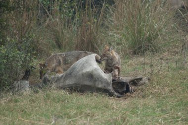 Altın çakallar Canis Aureus ölü bir zebu ile besleniyor. Keoladeo Gana Ulusal Parkı. Bharatpur. Rajasthan. Hindistan.