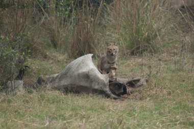 Altın çakal Canis Aureus ölü bir zebu ile besleniyor. Keoladeo Gana Ulusal Parkı. Bharatpur. Rajasthan. Hindistan.