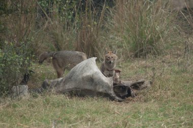 Altın çakallar Canis Aureus ölü bir zebu ile besleniyor. Keoladeo Gana Ulusal Parkı. Bharatpur. Rajasthan. Hindistan.