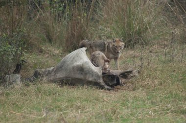 Altın çakallar Canis Aureus ölü bir zebu ile besleniyor. Keoladeo Gana Ulusal Parkı. Bharatpur. Rajasthan. Hindistan.