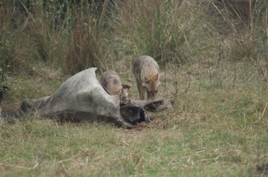 Altın çakallar Canis Aureus ölü bir zebu ile besleniyor. Keoladeo Gana Ulusal Parkı. Bharatpur. Rajasthan. Hindistan.
