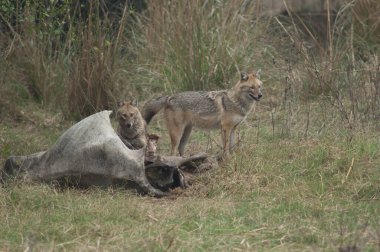 Altın çakallar Canis Aureus ölü bir zebu ile besleniyor. Keoladeo Gana Ulusal Parkı. Bharatpur. Rajasthan. Hindistan.