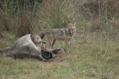 Altın çakallar Canis Aureus ölü bir zebu ile besleniyor. Keoladeo Gana Ulusal Parkı. Bharatpur. Rajasthan. Hindistan.