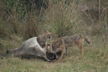 Altın çakallar Canis Aureus, ölü bir zebu yiyor. Keoladeo Gana Ulusal Parkı. Bharatpur. Rajasthan. Hindistan.