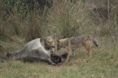 Altın çakallar Canis Aureus, ölü bir zebu yiyor. Keoladeo Gana Ulusal Parkı. Bharatpur. Rajasthan. Hindistan.