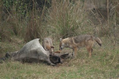 Altın çakallar Canis Aureus, ölü bir zebu yiyor. Keoladeo Gana Ulusal Parkı. Bharatpur. Rajasthan. Hindistan.