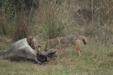 Altın çakallar Canis Aureus, ölü bir zebu yiyor. Keoladeo Gana Ulusal Parkı. Bharatpur. Rajasthan. Hindistan.