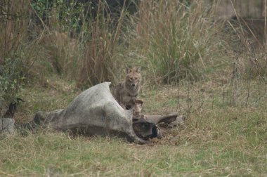 Altın çakal Canis Aureus ölü bir zebu ile besleniyor. Keoladeo Gana Ulusal Parkı. Bharatpur. Rajasthan. Hindistan.