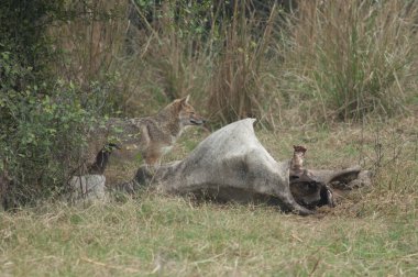 Altın çakal Canis Aureus ölü bir zebu 'nun yanında suç duyurusunda bulundu. Keoladeo Gana Ulusal Parkı. Bharatpur. Rajasthan. Hindistan.