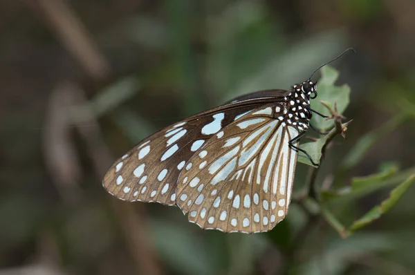 Schmetterlingsblauer Tiger Tirumala Limniace Leopardus Keoladeo Ghana Nationalpark Bharatpur Rajasthan — Stockfoto