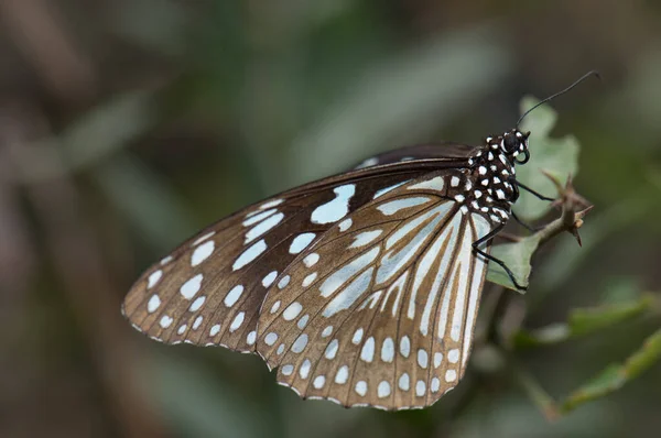Schmetterlingsblauer Tiger Tirumala Limniace Leopardus Keoladeo Ghana Nationalpark Bharatpur Rajasthan — Stockfoto