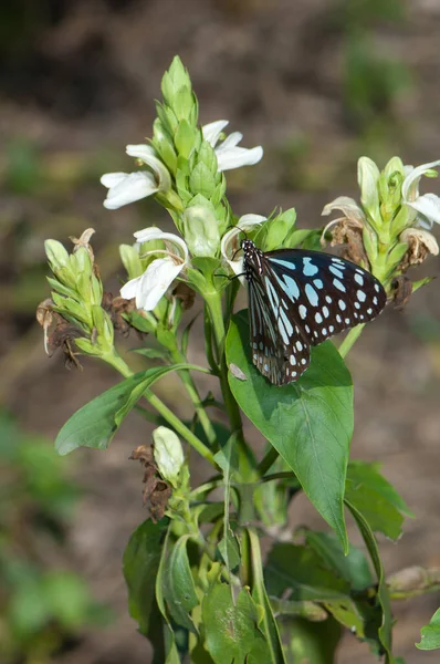 Tigre Bleu Papillon Tirumala Limniace Leopardus Nourrissant Nectar Fleurs Parc — Photo