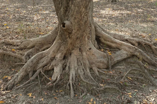 Trunk Της Mitragyna Parviflora Στο Εθνικό Πάρκο Keoladeo Γκάνα Μπαρατπούρ — Φωτογραφία Αρχείου