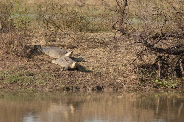 Tortugas Concha India Lissemys Punctata Sol Tomando Sol Parque Nacional —  Fotos de Stock