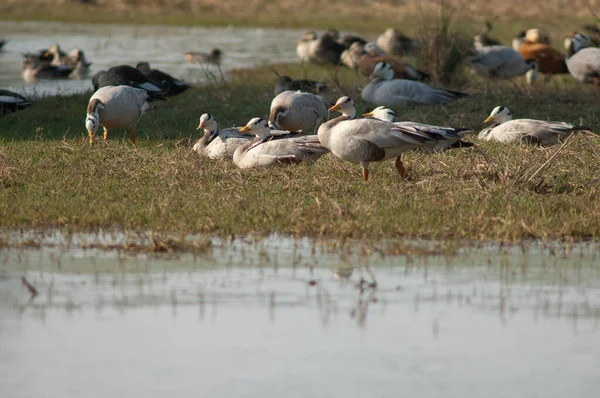 Çubuk kafalı kaz kafalı Anser indicus bir gölette. Keoladeo Gana Ulusal Parkı. Bharatpur. Rajasthan. Hindistan.