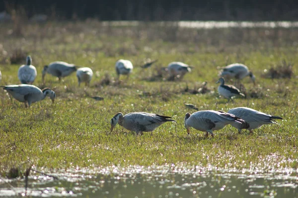 Barschkopfgänse Anser Indicus Auf Nahrungssuche Keoladeo Ghana Nationalpark Rajasthan Indien — Stockfoto