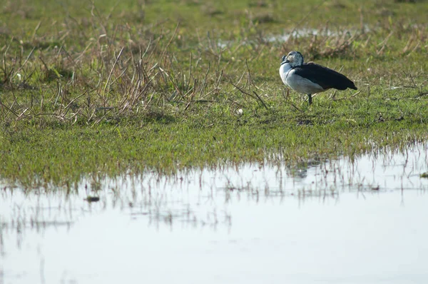 Pato Bico Macho Sarkidiornis Melanotos Descansando Parque Nacional Keoladeo Gana — Fotografia de Stock