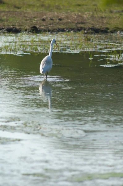 Grande Egret Ardea Alba Uma Lagoa Parque Nacional Keoladeo Gana — Fotografia de Stock