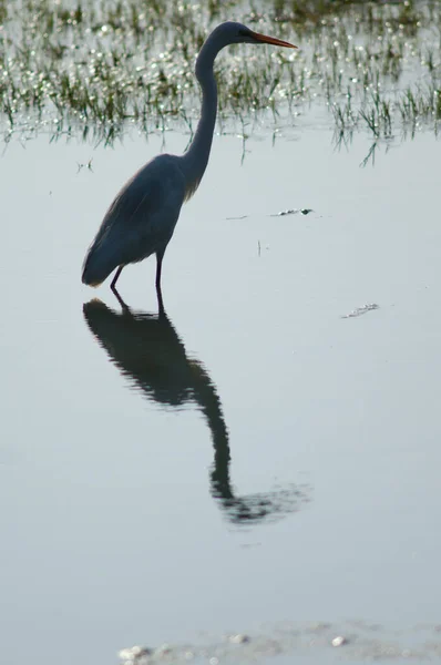 Grande Egret Ardea Alba Com Retroiluminação Parque Nacional Keoladeo Gana — Fotografia de Stock