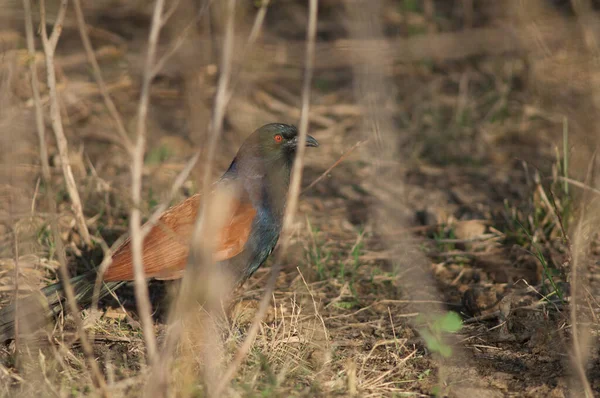 Grotere Coucal Centropus Sinensis Onder Vegetatie Nationaal Park Keoladeo Ghana — Stockfoto