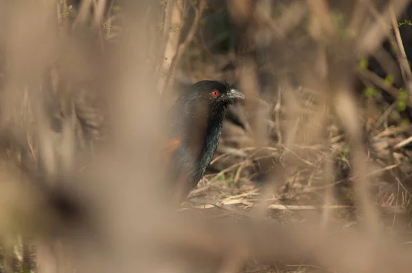 Větší Coucal Centropus Sinensis Mezi Vegetací Národní Park Keoladeo Ghana — Stock fotografie