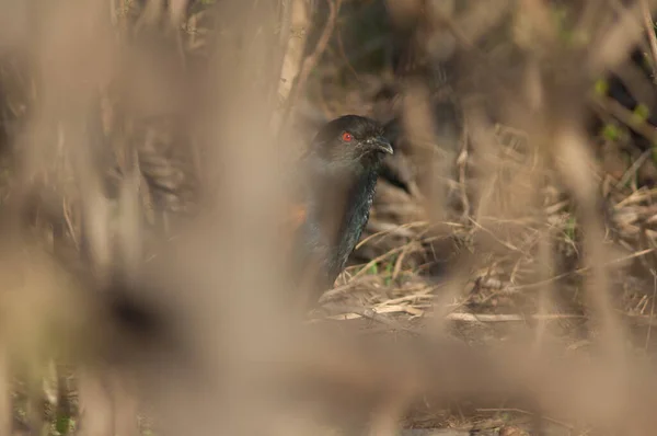 Grotere Coucal Centropus Sinensis Onder Vegetatie Nationaal Park Keoladeo Ghana — Stockfoto