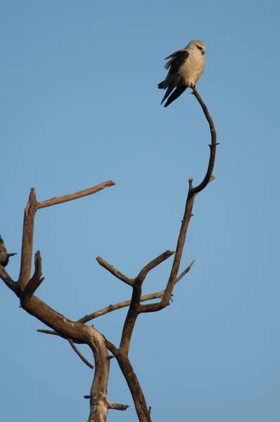 Černokřídlý Drak Elanus Caeruleus Stromě Národní Park Keoladeo Ghana Bharatpur — Stock fotografie
