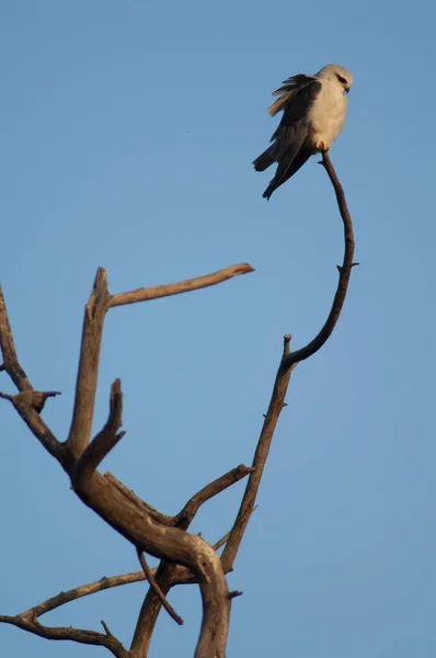 Μαυρόπτερος Αετός Elanus Caeruleus Ένα Δέντρο Εθνικό Πάρκο Κεολάντεο Γκάνα — Φωτογραφία Αρχείου