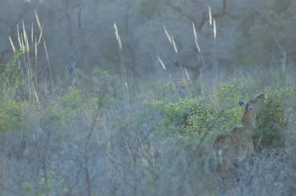 Női Nilgai Boselaphus Tragocamelus Böngészés Keoladeo Ghána Nemzeti Park Bharatpurban — Stock Fotó