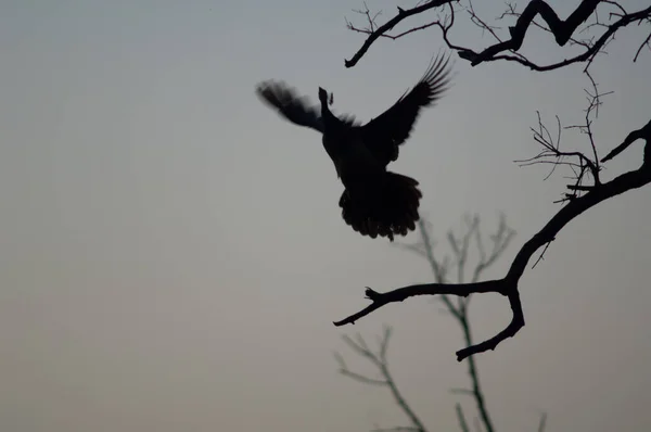 Peafowl Indiana Pavo Cristatus Tomar Voo Parque Nacional Keoladeo Gana — Fotografia de Stock