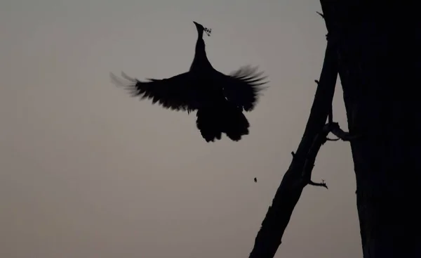 Burung Peafowl India Pavo Cristatus Terbang Taman Nasional Keoladeo Ghana — Stok Foto