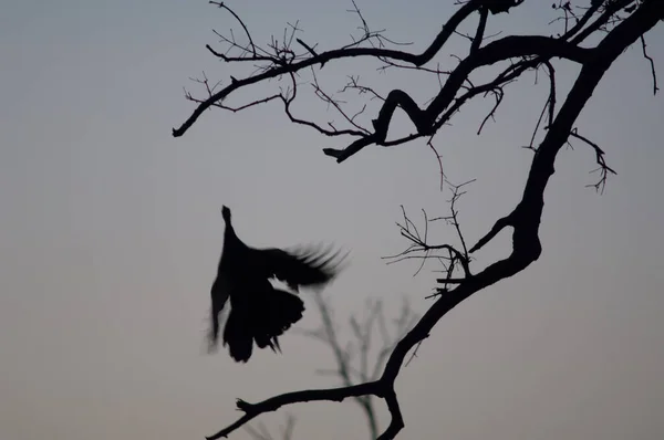 Peafowl Indio Pavo Cristatus Tomando Vuelo Parque Nacional Keoladeo Ghana —  Fotos de Stock