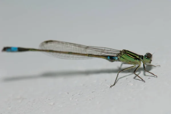 Lánylégy Közönséges Kékfarkú Ischnura Senegalensis Keoladeo Ghána Nemzeti Park Bharatpurban — Stock Fotó