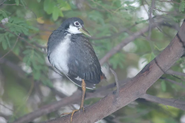 Biała Kura Wodna Amaurornis Phoenicurus Odpoczywa Park Narodowy Keoladeo Ghana — Zdjęcie stockowe