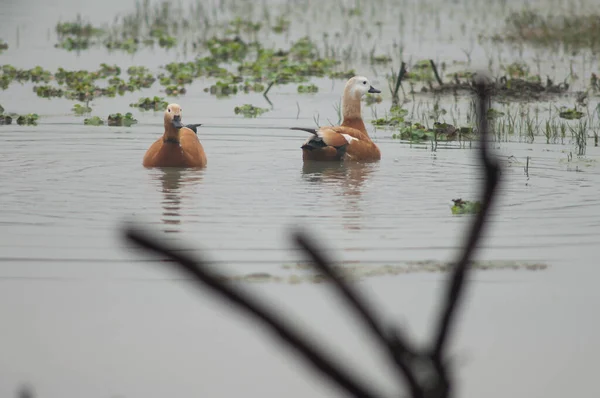 红包鸭Tadorna Ferruginea的配对 男向左 女向右 Keoladeo加纳国家公园 Bharatpur 拉贾斯坦邦印度 — 图库照片