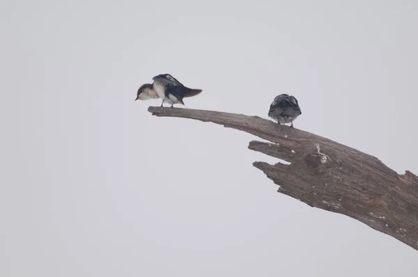 Wire Tailed Sväljer Hirundo Smithii Filifera Keoladeo Ghana Nationalpark Bharatpur — Stockfoto