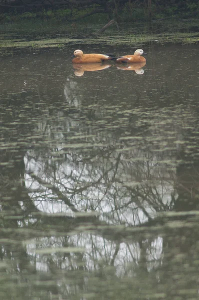 Ein Paar Rostiger Enten Tadorna Ferruginea Männchen Links Und Weibchen — Stockfoto