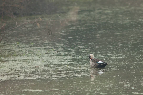 Indische Spotschnabelente Anas Poecilorhyncha Preening Keoladeo Ghana Nationalpark Bharatpur Rajasthan — Stockfoto