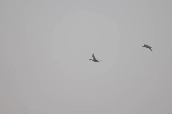 Northern Pintails Anas Acuta Flight Keoladeo Ghana National Park Bharatpur — Stock Photo, Image