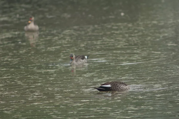 Indyjskie Kaczki Anas Poecilorhyncha Park Narodowy Keoladeo Ghana Bharatpur Radżastan — Zdjęcie stockowe