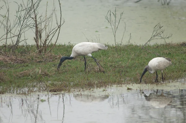 Siyah başlı gelincikler bir gölette Threskiornis melanocephalus. Yetişkinler solda, gençler sağda. Keoladeo Gana. Bharatpur. Rajasthan. Hindistan.