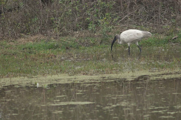 Juveniler Schwarzkopf Ibis Threskiornis Melanocephalus Keoladeo Ghana Nationalpark Bharatpur Rajasthan — Stockfoto