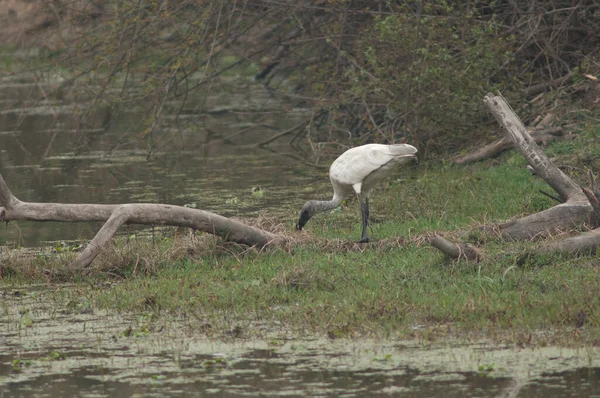 Genç siyah başlı Ibis Threskiornis melanocephalus yiyecek arıyor. Keoladeo Gana Ulusal Parkı. Bharatpur. Rajasthan. Hindistan.