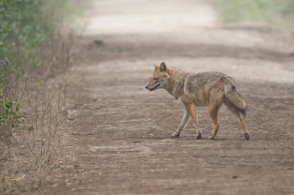 Золотий Шакал Canis Aureus Indicus Національний Парк Кеоладео Гана Бхаратпур — стокове фото