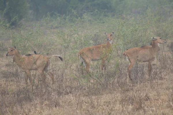 Θηλυκά Και Νεαρά Του Nilgai Boselaphus Tragocamelus Εθνικό Πάρκο Κεολάντεο — Φωτογραφία Αρχείου