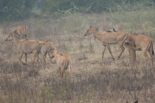 Manada Nilgai Boselaphus Tragocamelus Hembras Terneros Parque Nacional Keoladeo Ghana — Foto de Stock